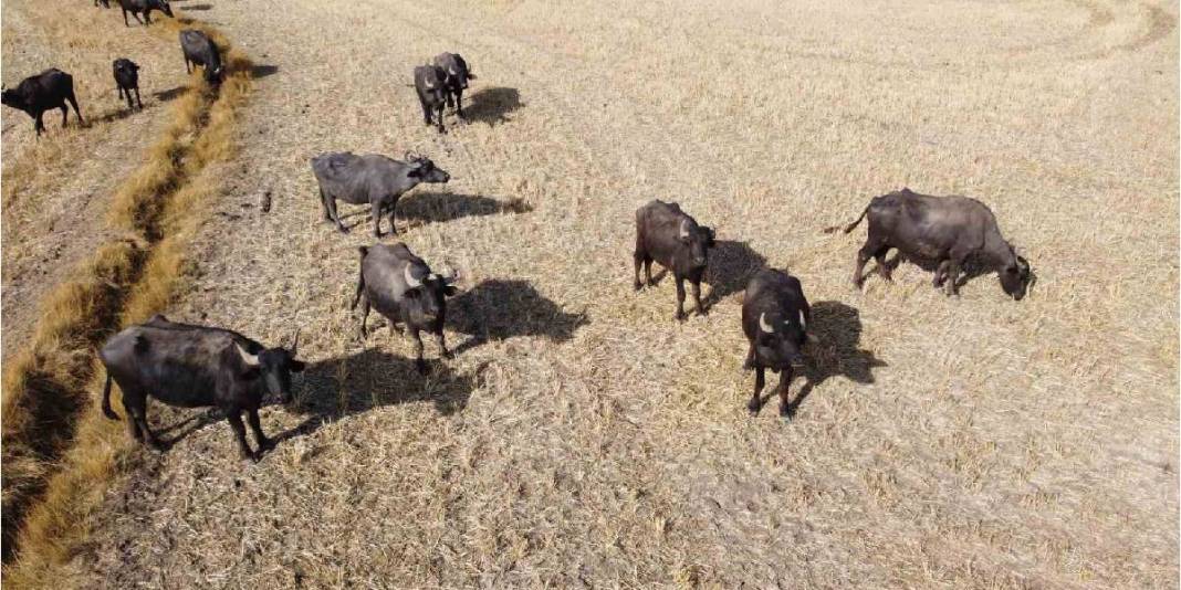 Sulak ve serin yaylalar onların vazgeçilmezi! Meşhur yoğurdun oluşum hikayesi: Bu ilçede üretim had safhada 2